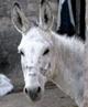 دالّی