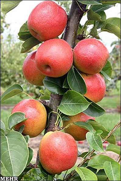 میوه جدید «سیب گلابی» + عکس