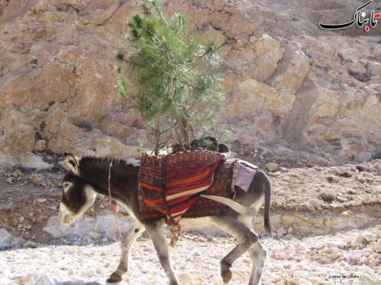 «نگاه شما»: درخت کوهی