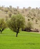 اینجا بلوطها میمیرند!
