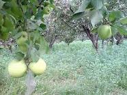 افشای جنایت درباغ سیب
