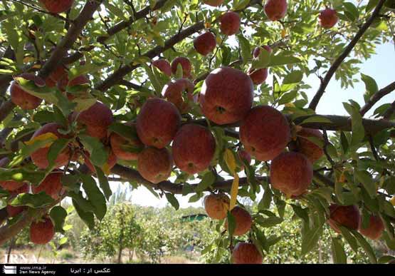 تصاویر: برداشت سیب درختی