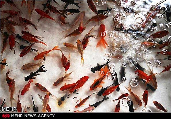 تصاویر: ماهی قرمز