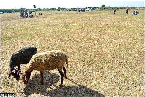 تصاویر: کشتی سنتی لوچو