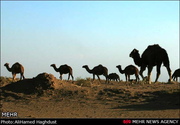 تصاویر: کویر آذربایجان