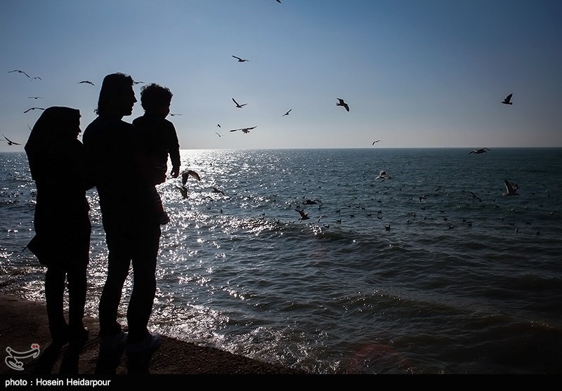 غذا دادن به پرندگان ساحلی