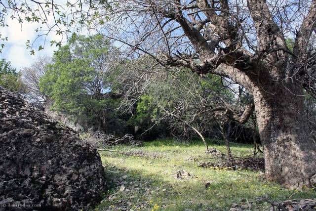نگاه شما: طبیعت ایلام