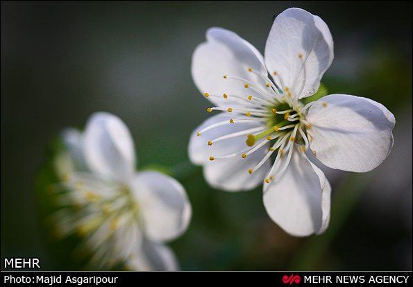 تصاویر:طبیعت بهاری