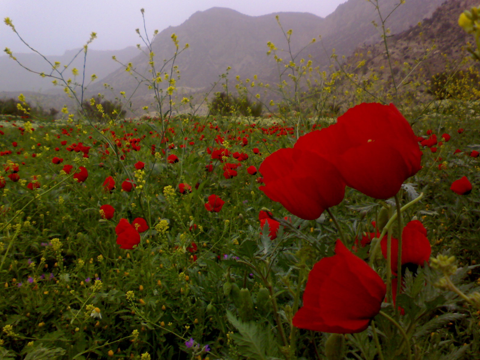 نگاه شما: بهار روستای ناخا