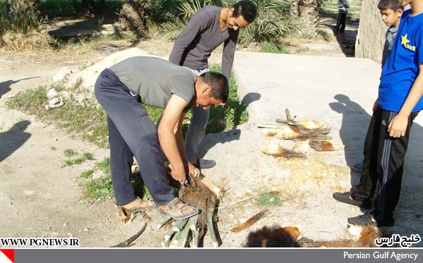 تصاویر: تهیه پنیر نخل