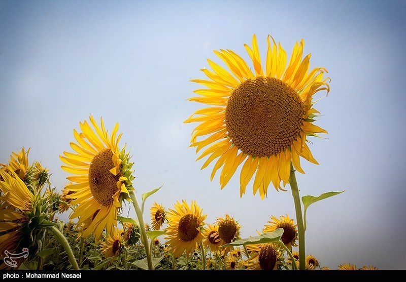 مزرعه آفتابگردان