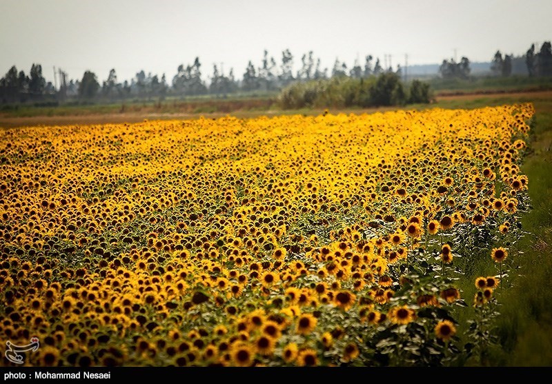 مزرعه آفتابگردان