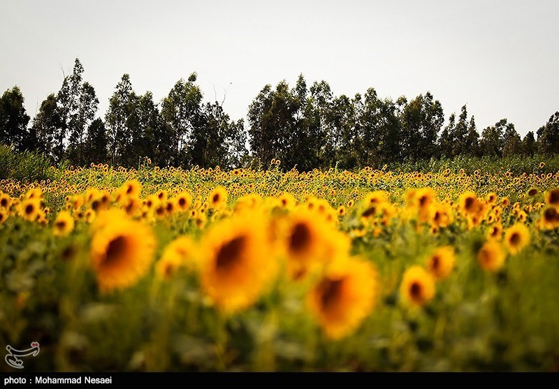 مزرعه آفتابگردان