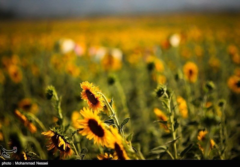 مزرعه آفتابگردان
