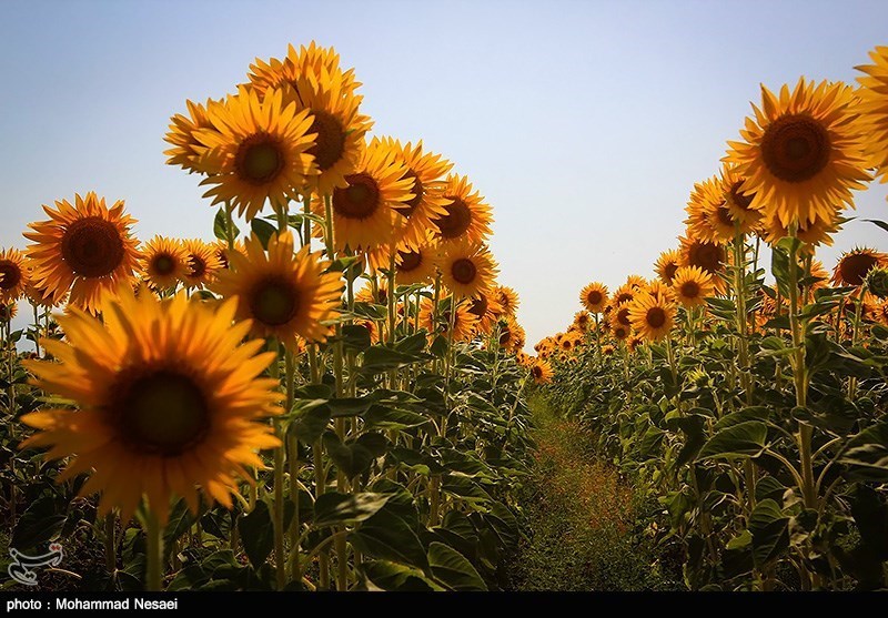 مزرعه آفتابگردان