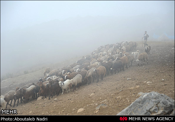 دامداری در مراتع چلچلی