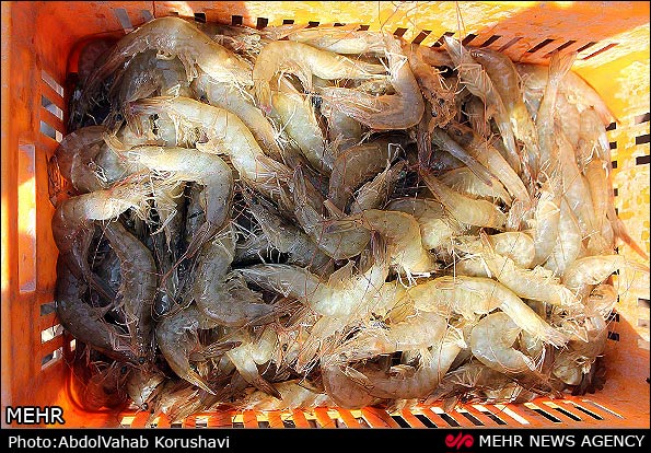 برداشت میگوی پرورشی