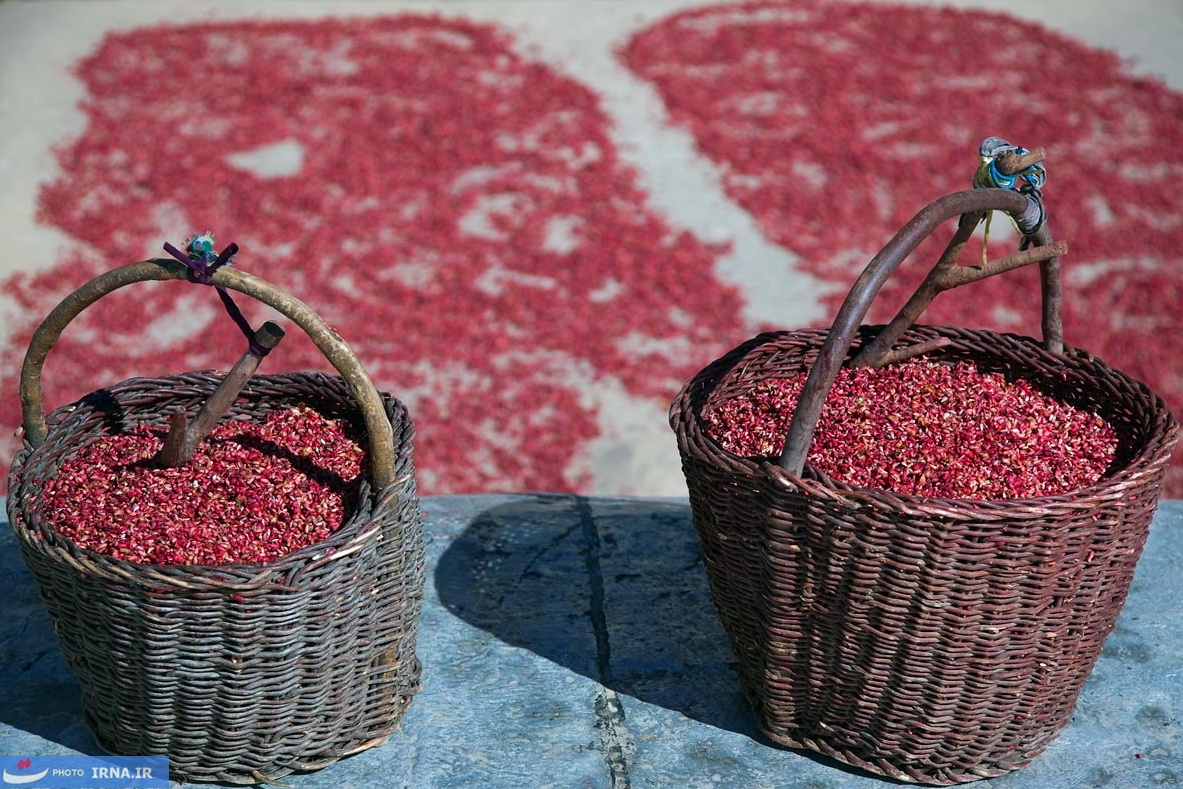 برداشت انار در پاوه