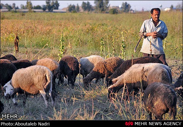 گوسفندان چهار شاخ