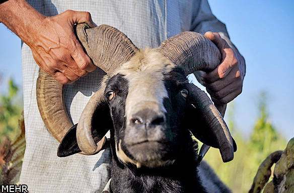 گوسفندان چهار شاخ