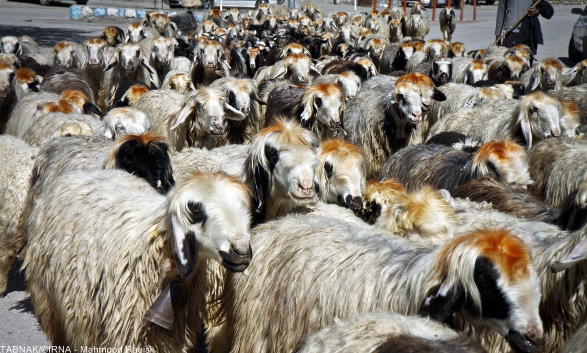 کوچ عشایر بختیاری