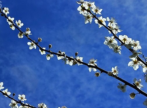 طبیعت بهاری دماوند