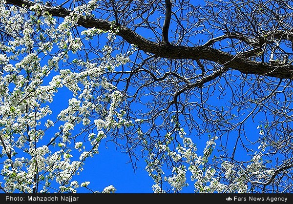 طبیعت بهاری دماوند