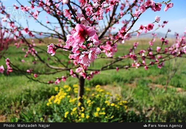 طبیعت بهاری دماوند