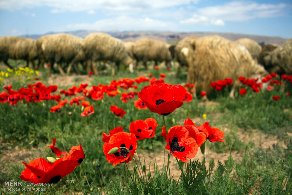 طبیعت بهاری ارس