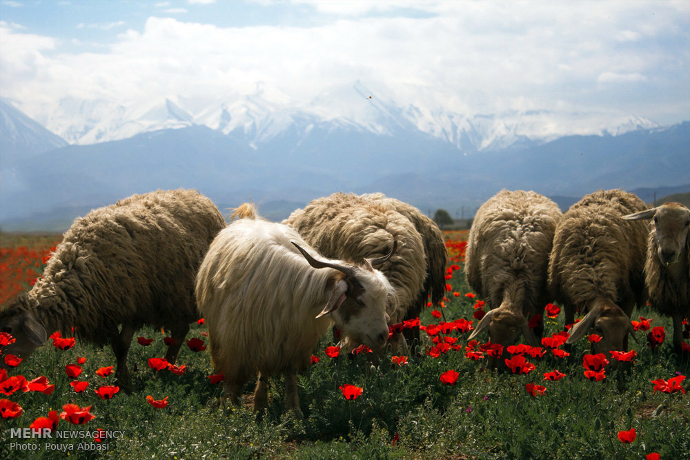 طبیعت بهاری ارس