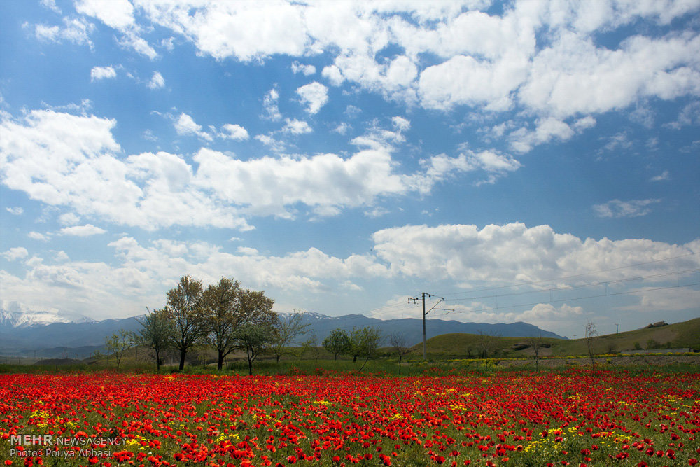 طبیعت بهاری ارس