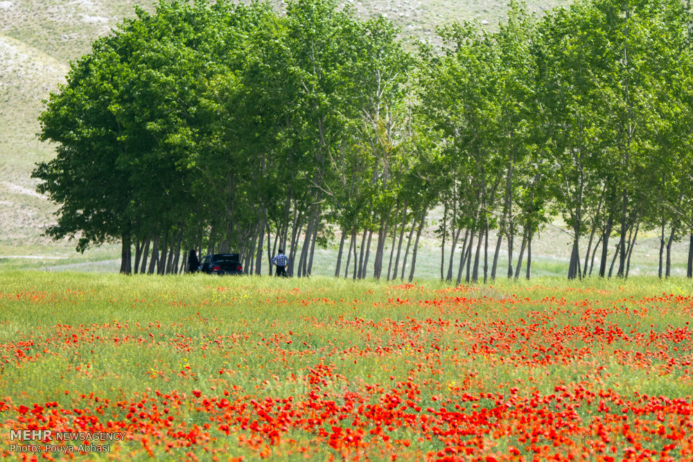 طبیعت بهاری ارس