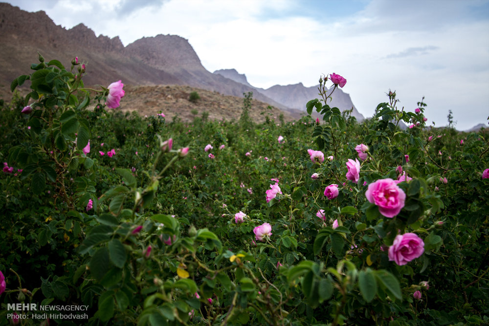 آغاز فصل گلاب گیری
