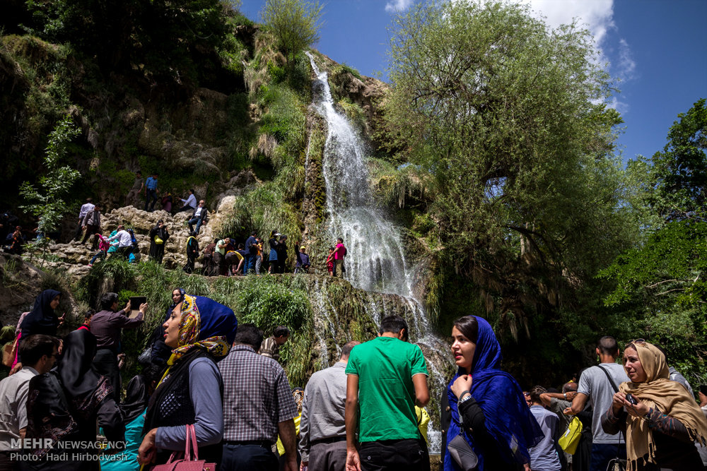 آغاز فصل گلاب گیری