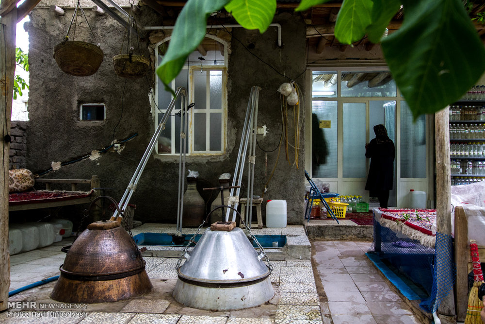 آغاز فصل گلاب گیری