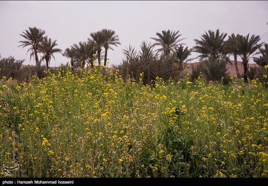 مصرِ ایران