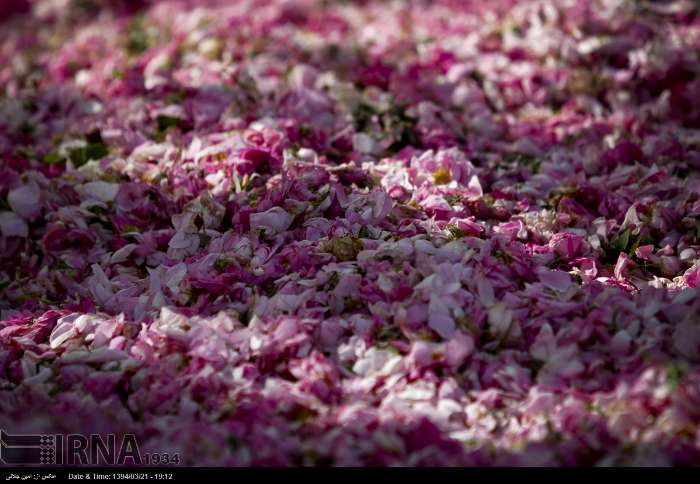جشنواره گلاب و گل
