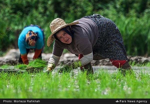 نشاء سنتی برنج در گیلان