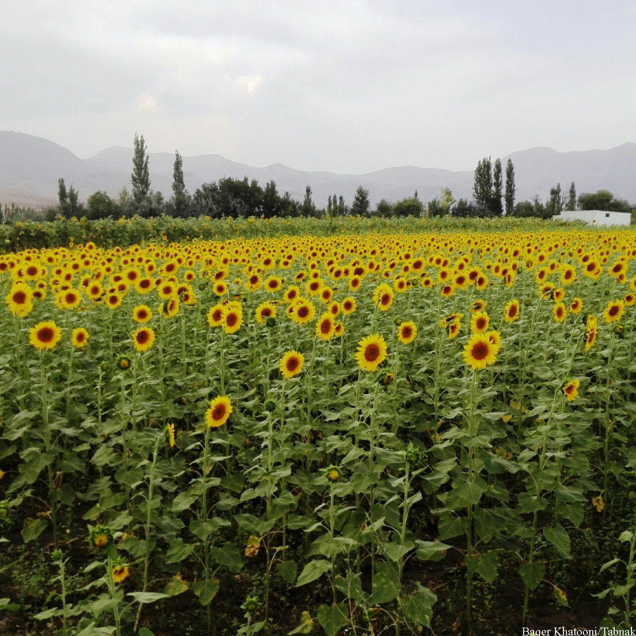 خوی شهر آفتابگردانها