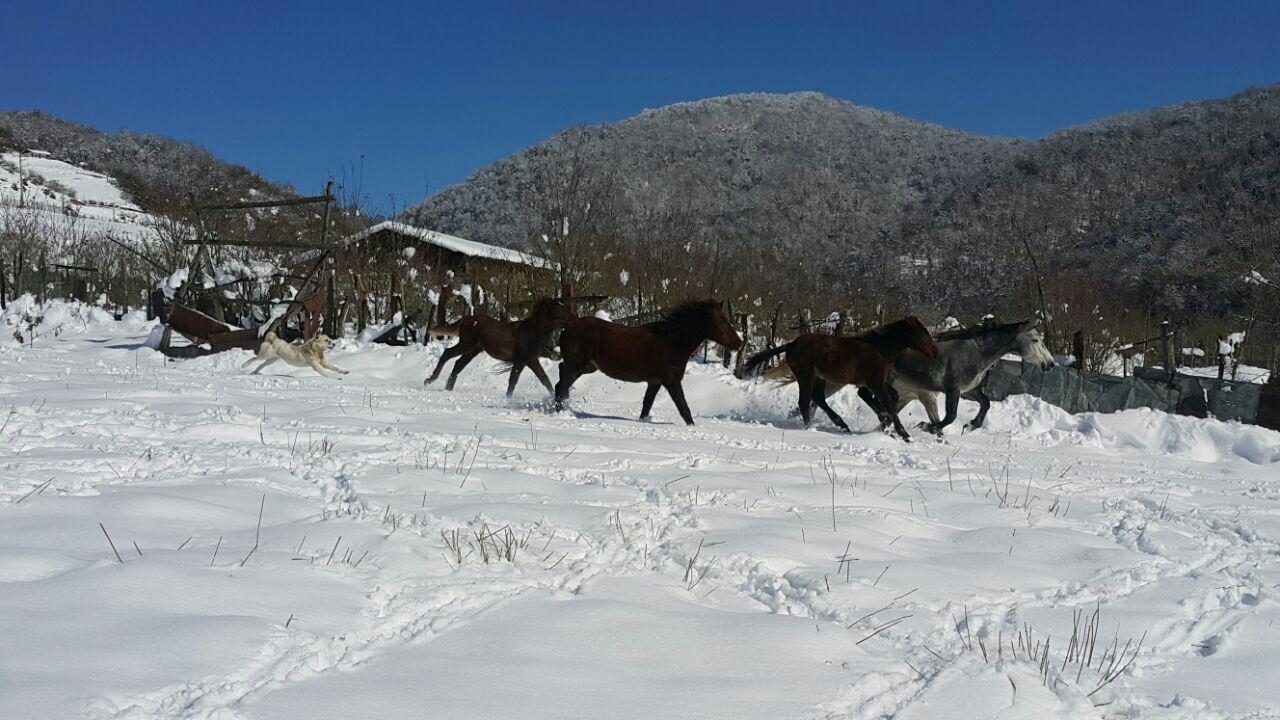سوادکوه ، روستای پیر نعیم