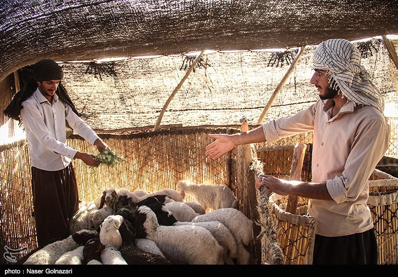 زندگی عشایری در ایلام
