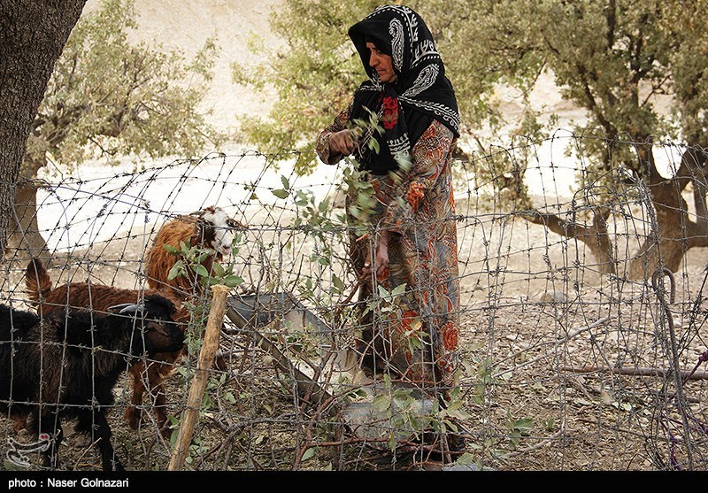 زندگی عشایری در ایلام