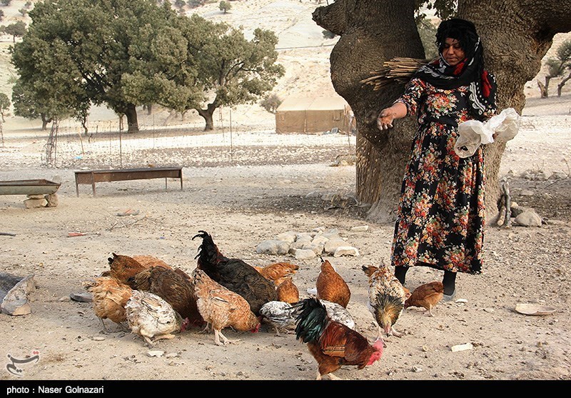 زندگی عشایری در ایلام