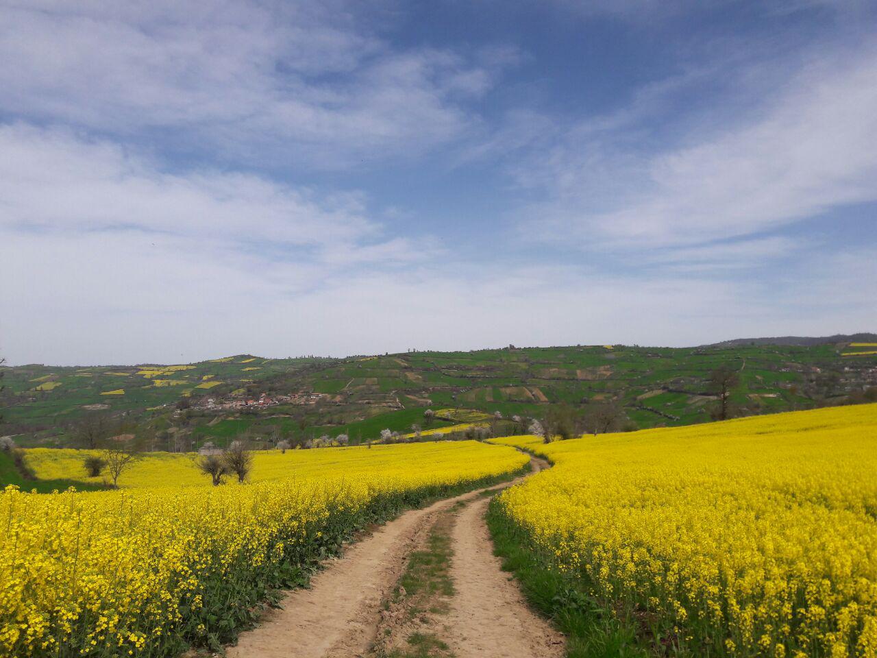 مزارع کلزا روستای لاکتراش استان مازندران