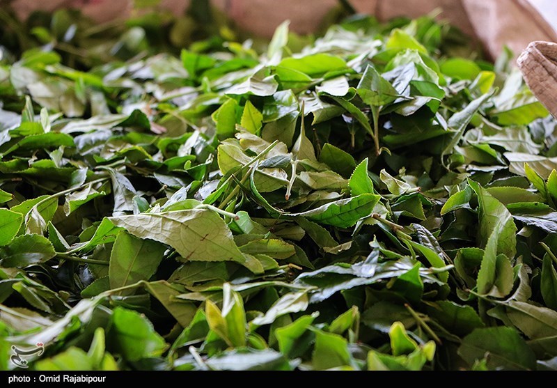 برداشت چای در گیلان