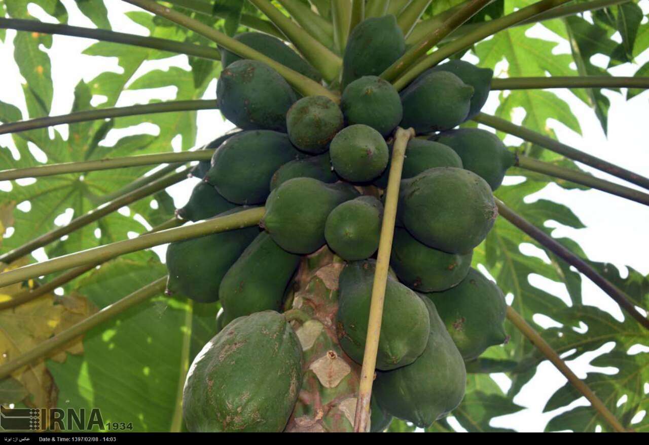 برداشت پاپایا در کنارک