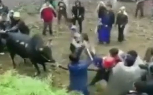 نحوه کشتن فجیع گاوها در چین