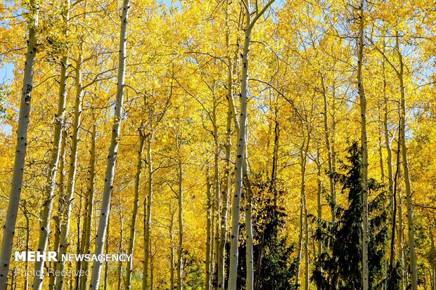 زیبایی های پاییز