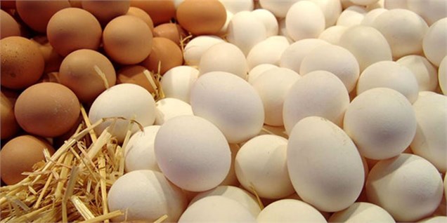 قیمت تخم مرغ در بازار به ثبات رسید