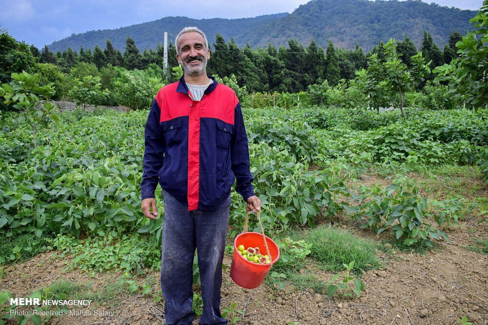 «گلوگاه»، مهد انجیر ایران